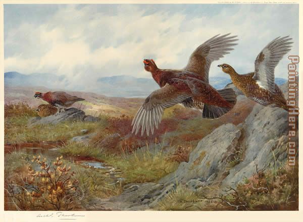 Grouse Over the Moor painting - Archibald Thorburn Grouse Over the Moor art painting